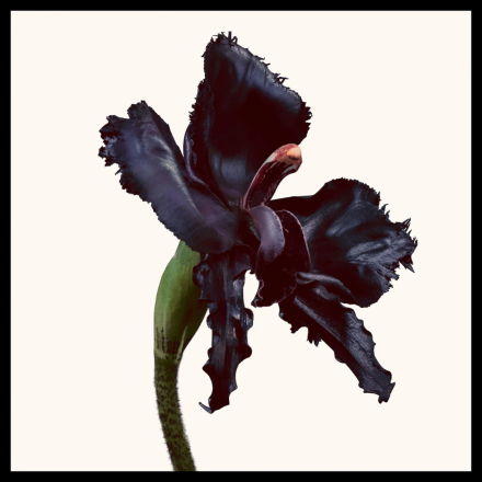 Black Orchid Reserve 100ml Tester - Tom Ford Parfum