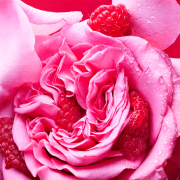 Allegra Fiori D'Amore 100ml Tester - Bvlgari EDP